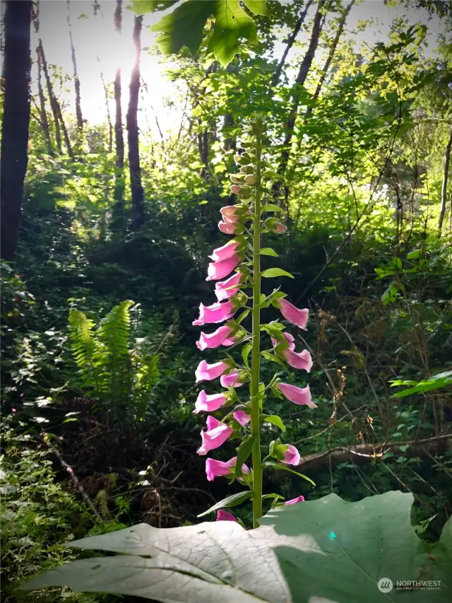 Wild foxglove