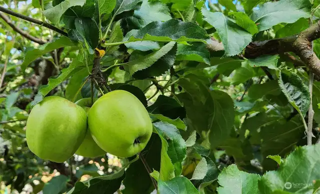 Apples