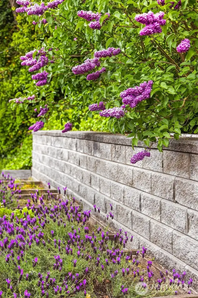 A little view of the sunny gardens at the back of the home.