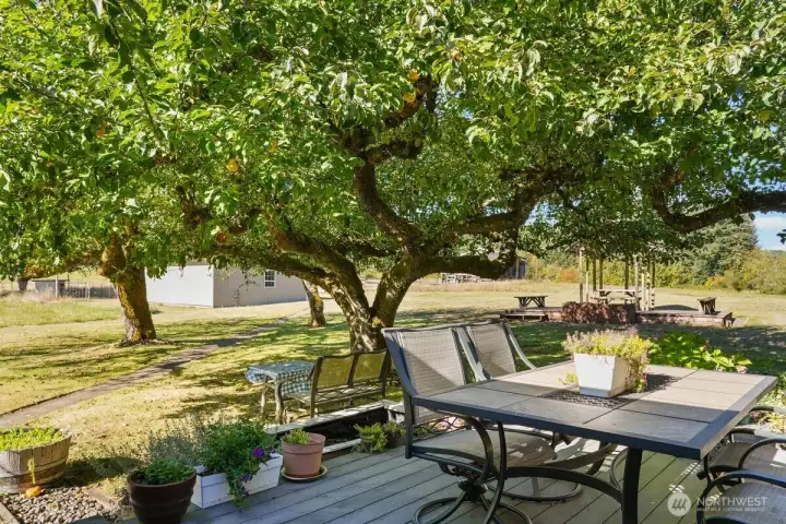 View from back deck, TREX, big apple trees, plenty of shade for the summer.