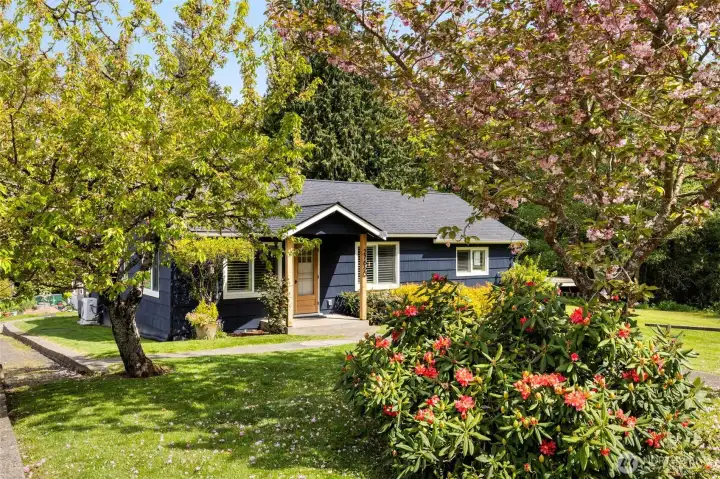Thoughtful landscaping including beautiful cherry blossom tree. Thoughtful landscaping including beautiful cherry blossom tree.