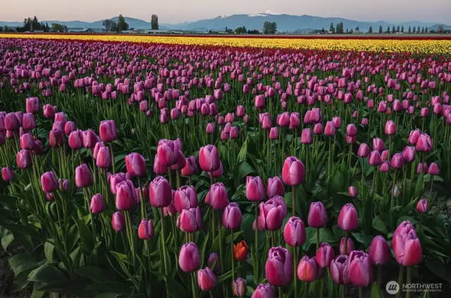 Live amongst the Farmland of Skagit Valley!