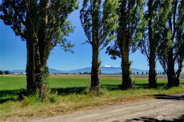 Tree lined drive to get to driveway.