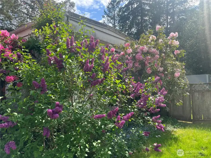 More of the mature landscaping.