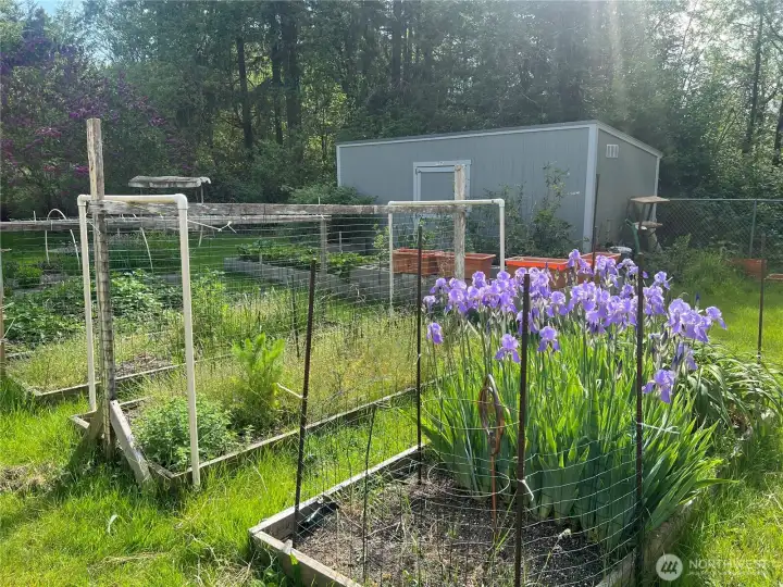Lots of gardening space and a huge shed too.