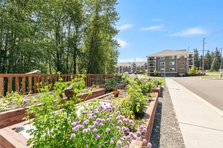 Community Garden