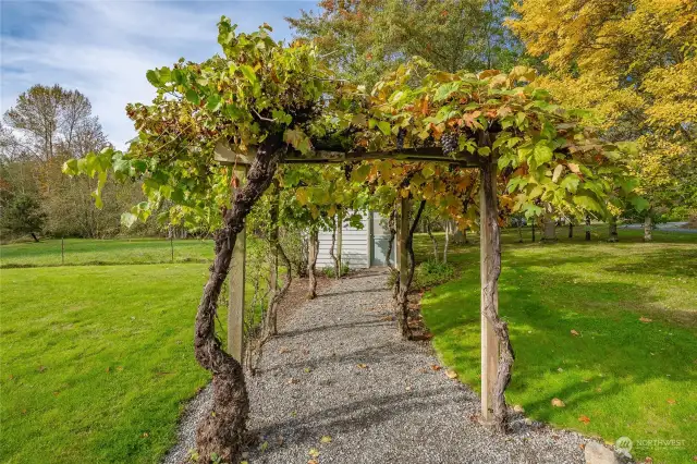 Trellised grapevine fruit has been used to make wine.  This path leads to the pump house.