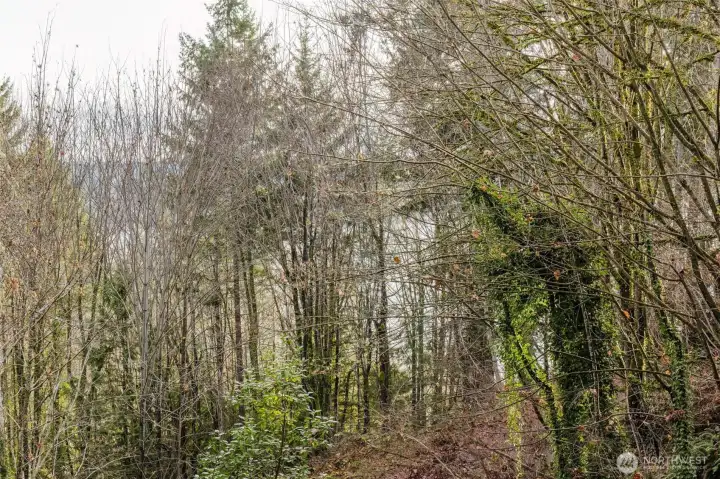 Seasonal peek-a-boo view of the Hood Canal.