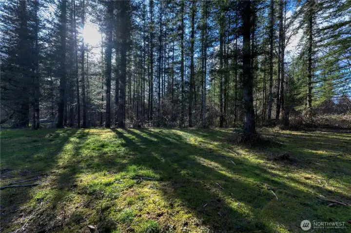 Back portion of property is partially cleared and nicely wooded.