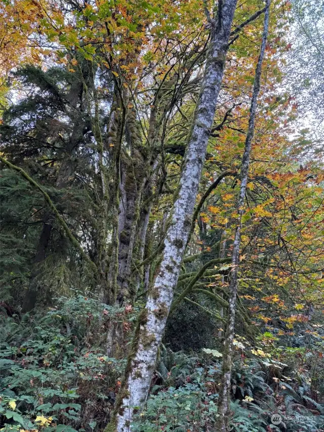 Huge Maple Tree and Alder.