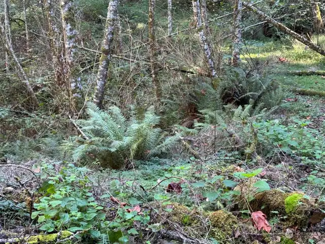 Sword ferns and alder trees.