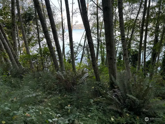 View of Colvos Passage through the trees.