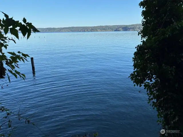 High tide comes up to the trees.