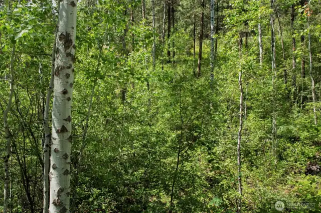 In the aspens