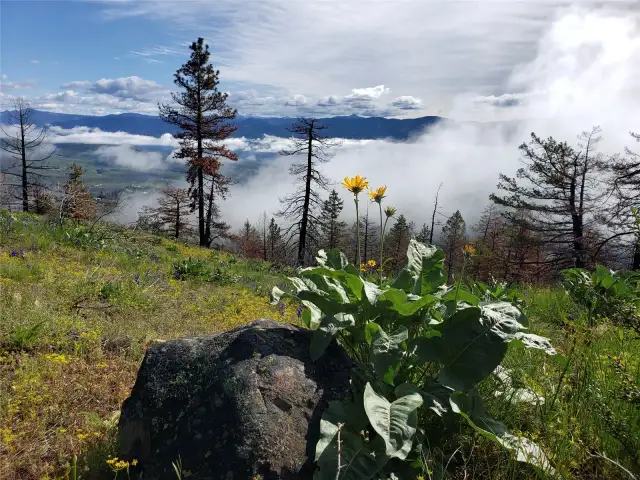 Gobbler's Knob - Mtn Bike trail near property