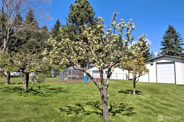 Small orchard. Pears and Apples!