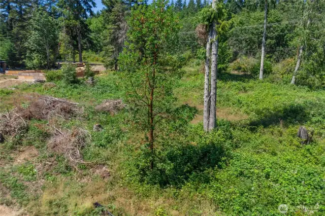 At the top of the property looking toward Shine Road.