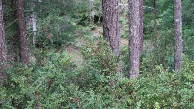 Property looking down to the lake