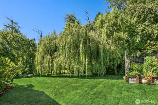 In the rear yard this magnificent weeping willow tree hearkens back to a time when Manitou Beach was dotted with summer cabins for Seattle families.