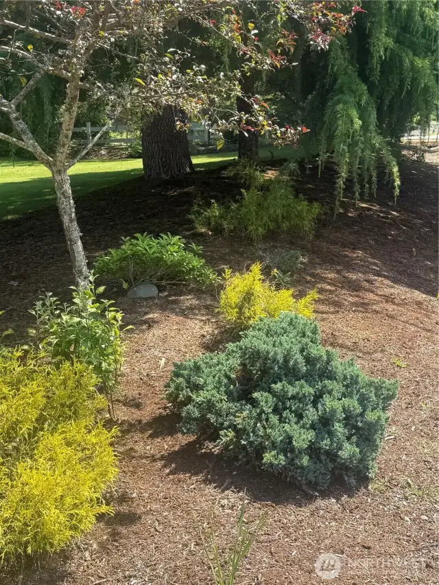Front yard 1