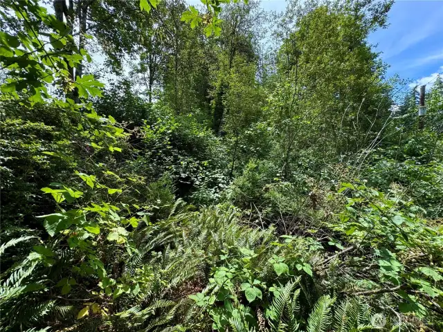 The dead tree ahead and slightly left is the approximate location of the beginning of lot 1.