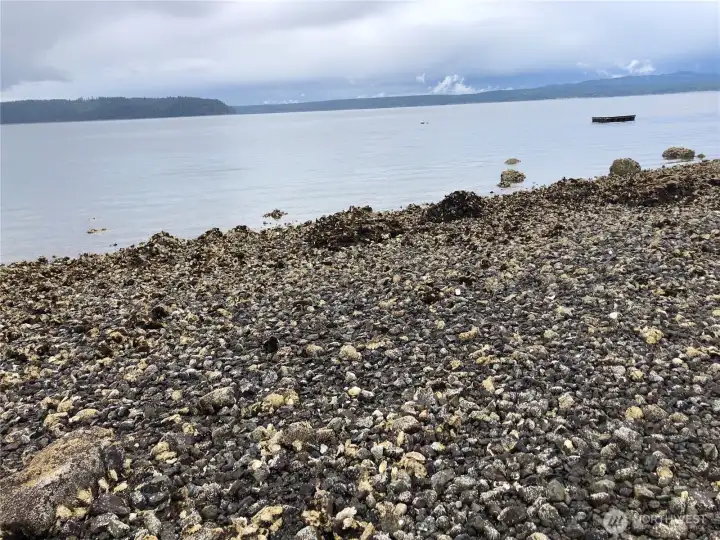 Oysters at low tide