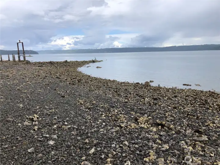 Oysters