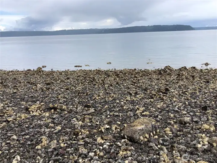 Oysters on your tidelands