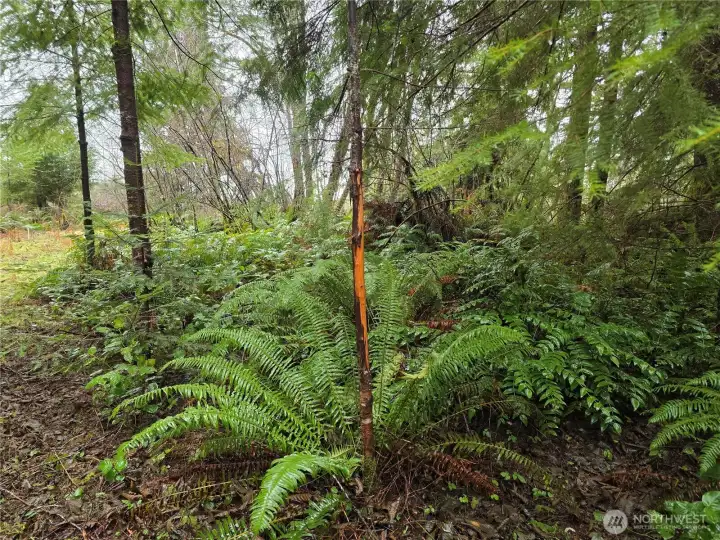 Lots of deer roam the property