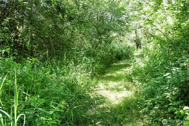Forested area