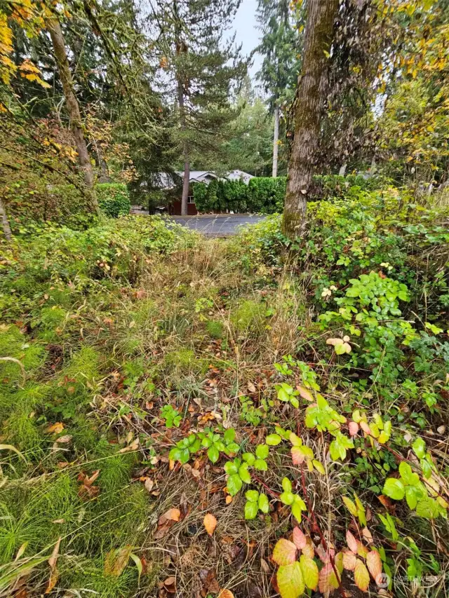 On property, looking below to Pacific Rd.