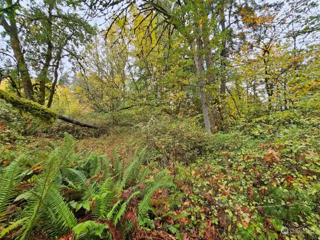 North part of property, surrounded by lots of beautiful vegitation.