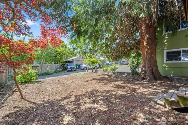 A large tree sits in the backyard, providing shade and a lovely natural view.