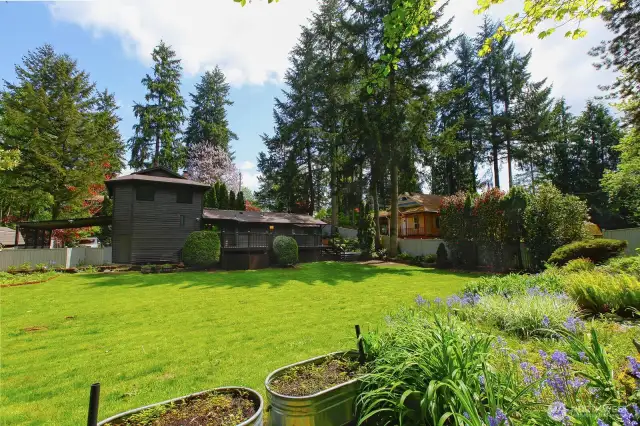 Back yard