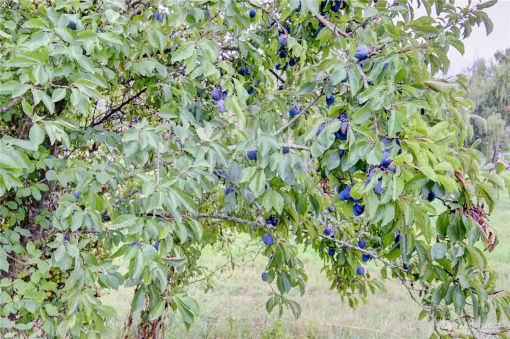 Variety of fruit trees including plum, apple, cherry and pear