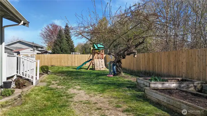 Raised beds and mature fruit trees. This one is an Asian Plum.