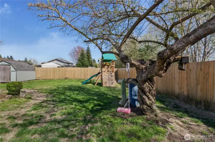 Great fruit producing Mature Asian Plum tree.