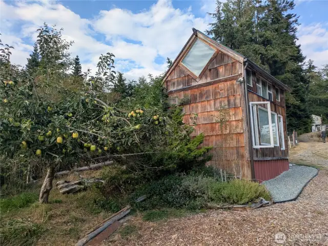 Apple Tree next to home