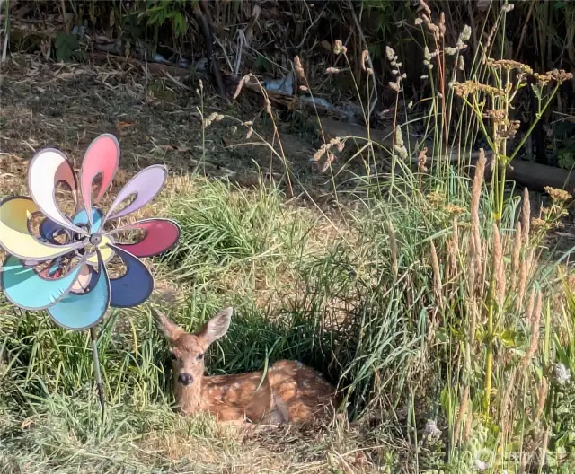 Baby dear and lots of wildlife on the property