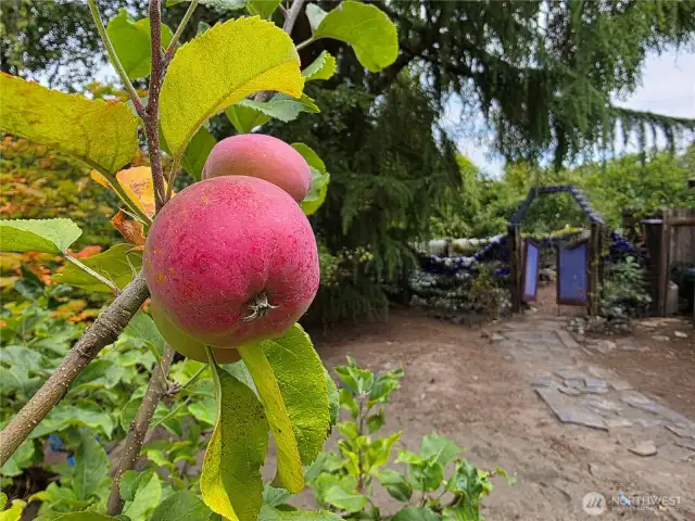 Side yard entrance & apple tree
