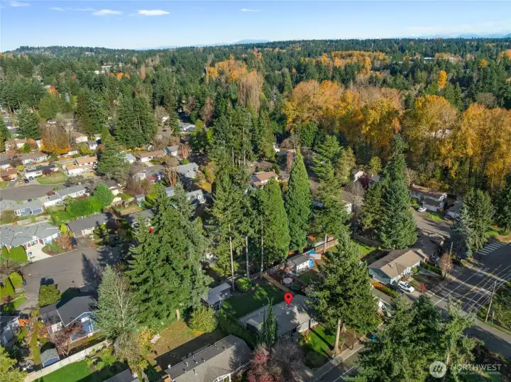 Beautiful aerial view showcasing the home’s serene setting among mature trees and a peaceful neighborhood.