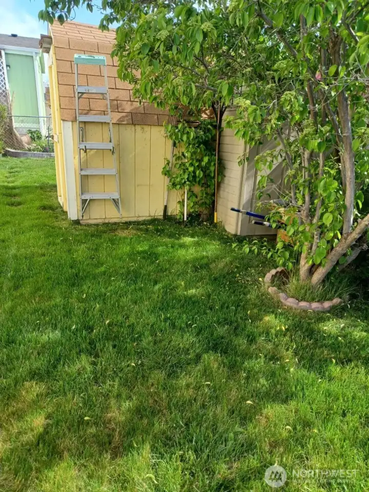 back yard