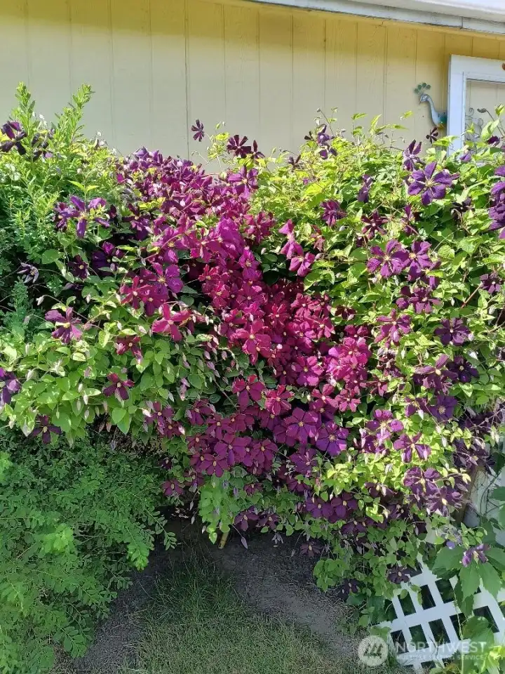 deck flowers