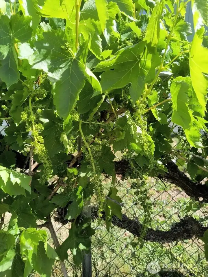 grape vine
