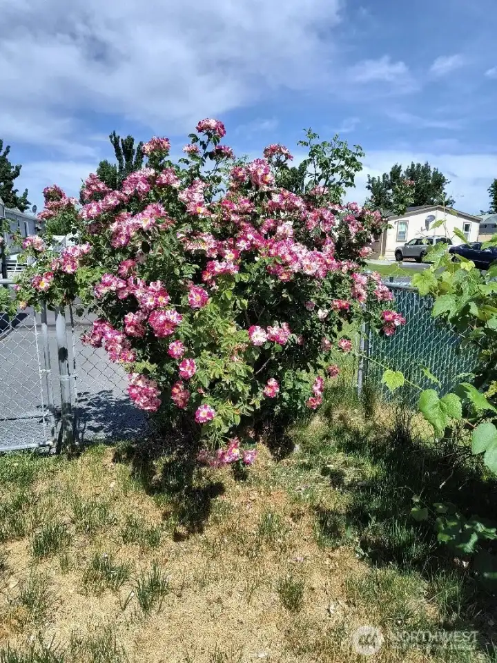 roses