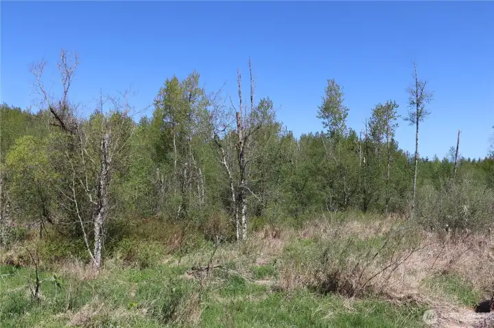 Lots of wetlands...and lots of wildlife...including Elk!  In fact, the might Samish River appears to touch the corner of the property.  If you like wildlife this is the place for you