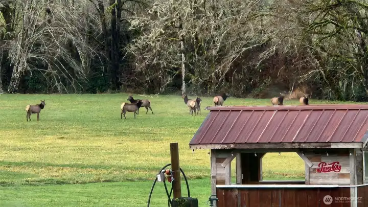 A true nature lover’s setting with abundant wildlife thriving across the lush pasture.