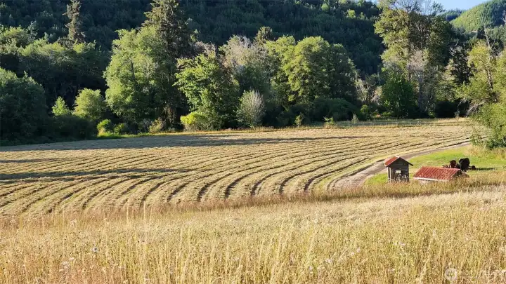 Summer hay days