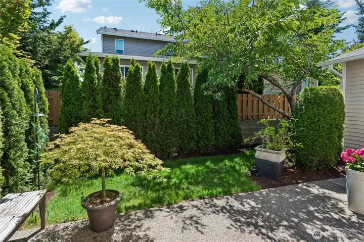 Fresh arborvitae trees create natural privacy around the yard.