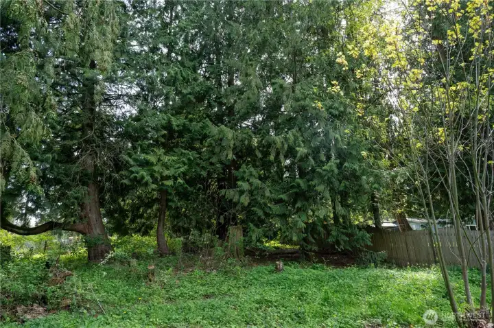 Large Cedars found throughout property